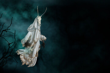 Floating scary white fabric ghost pagan with roe deer skull horns appeared among in the dark forest...