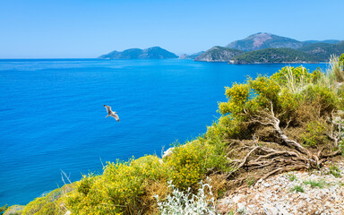 Vibrant blue Mediterranean Sea and coastline near Oludeniz, Turkey. Seagull flies over green shrubbery blooming with yellow flowers, distant mountains under clear sky. Sunny day, summer atmosphere