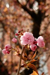 Fototapeta premium pink cherry blossom in spring