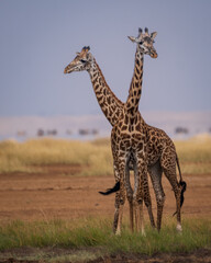 Giraffes in Amboseli