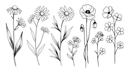 Elegant Line Art Wildflowers Botanical Illustrations Collection