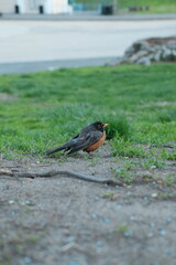 robin on the grass