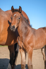 Foal with mare. Beautiful Brown horses is in corral farm on blue sky background. Animal care. Reddish-brown or Bay color Purebred horses with black mane