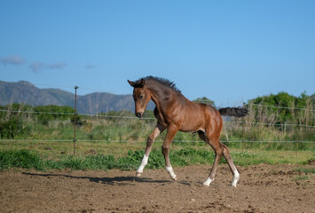 Funny Red suit foal running in a paddock. Young brown horse jump and play in the corral farm on blue sky background. Farm Feeding. The concept of human-nature relations. Animal care. Purebred horses.