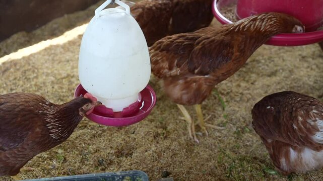 Egg laying chicken farm, chickens, eating food, raising for selling eggs, chicken and animal breeding farm