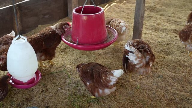 Egg laying chicken farm, chickens, eating food, raising for selling eggs, chicken and animal breeding farm