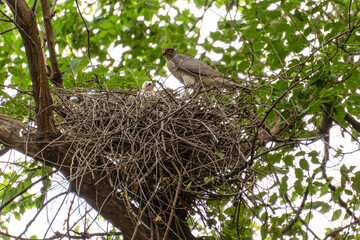A female eurasian sparrowhawk (also - sparrowhawk ), or little sparrowhawk (Accipiter nisus) sits on a nest of branches next to a fluffy white nestling.