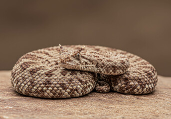 Naklejka premium Horned viper snake coiled on brown rocky ground. Desert wildlife and dangerous animal concept with copy space.