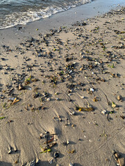 Obraz premium shells in the sand