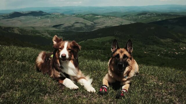 Two dogs resting on a mountain meadow with scenic hills in the background. Red tricolor aussie and german shepherd outdoor. Travel with pets concept