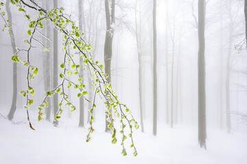  Spring Awakening in the Snow
