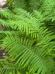 Lush Green Ferns in Natural Forest Setting
