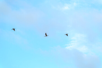 Precioso paseo en barca en la Albufera de Valencia con un increíble rojizo atardecer