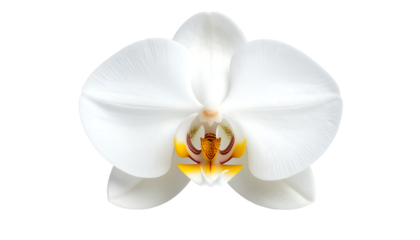 A pristine white orchid with a yellow and red center on a transparent background.