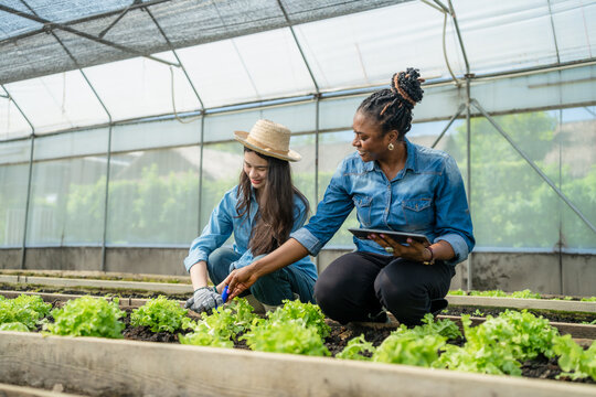 Female Agronomist with a Tablet Teaching a Young Farmer about Modern Planting Techniques.