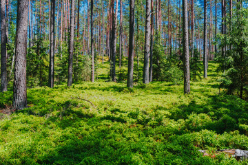 Wędrówka przez Bory Tucholskie © Aleksandra