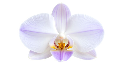Fototapeta premium A delicate white orchid with subtle purple veins and a prominent yellow-brown center, isolated on a transparent PNG background.
