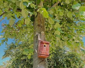 A bird feeder hangs on the tree.