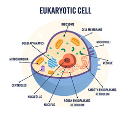 Detailed animal eukaryotic cell diagram vector with labeled organelles including nucleus, mitochondrion, ribosomes, Golgi apparatus, ER, for biology classroom, science teaching, education isolated 