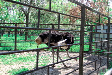 African ostrich at the zoo, looking for food on the ground