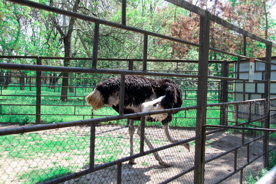 African ostrich at the zoo, looking for food on the ground - Powered by Adobe