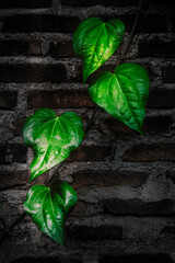 Climbing vine on a brick wall with vibrant green leaves