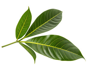 Fototapeta premium Isolated green leaves plant foliage tropical leaf nature photography close up shot plant leaves botanical view