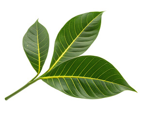 Obraz premium Stock photo of green leaves with yellow veins for botanical illustration and nature photography use cases