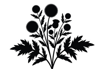 Elegant Black Silhouette of Thistle Flowers