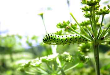 Butterfly caterpillar