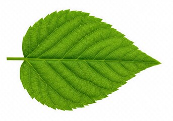 Fototapeta premium Emerald Embrace