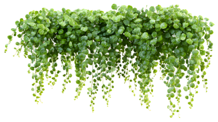 Lush green plant with small round leaves cascading downward perfect for decoration and adding natural beauty to designs isolated on white transparent