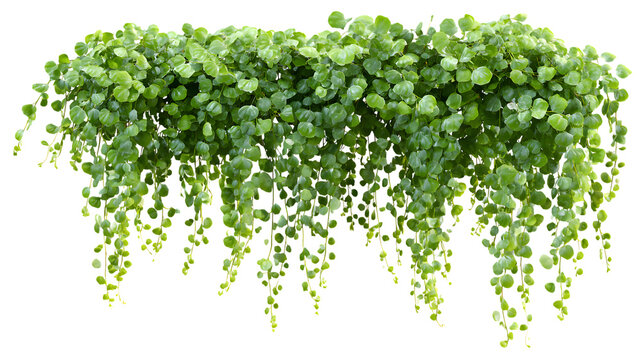 Lush green plant with small round leaves cascading downward perfect for decoration and adding natural beauty to designs isolated on white transparent