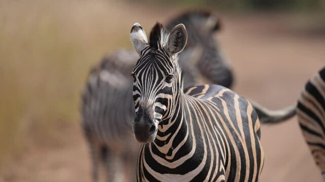 Close-up portrait of a wild zebra during a safari game drive in South Africa, capturing sharp detail in its stripes, curious gaze, and natural elegance in a dust-filled morning light.