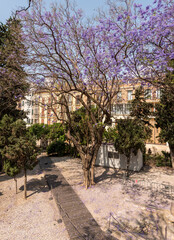 Blooming jacaranda tree inside the Alcazaba’s garden area, casting violet petals on the path and offering springtime color to history.