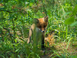 Fototapete bei efototapeten.de bestellen   