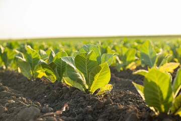 A close-up view of young green tobacco field plants thriving in the soil, showcasing detailed...