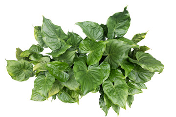 Lush Green Plant with Heart-Shaped Leaves Isolated on transparency background