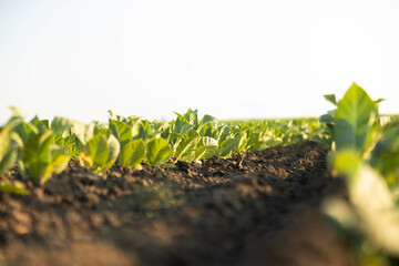 Young plants are neatly aligned in rows within the field, symbolizing discipline and the beauty of organized agriculture.tobacco plants