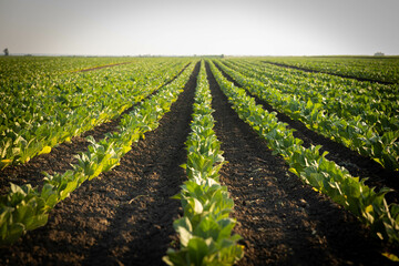 A serene agricultural landscape showcasing vibrant rows of crops tobacco stretching towards the...