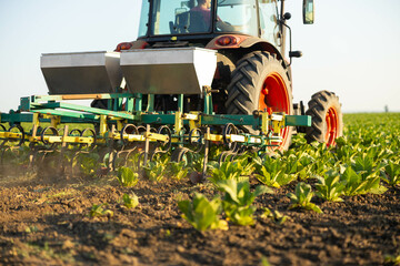 A close view of a tractor tilling the soil among the tobacco plants, emphasizing the detailed...