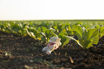 This image highlights the environmental impact of plastic pollution in a tobacco field with healthy...