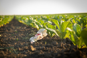 An unfortunate sight of litter lying among flourishing tobacco plants, highlighting the need for...