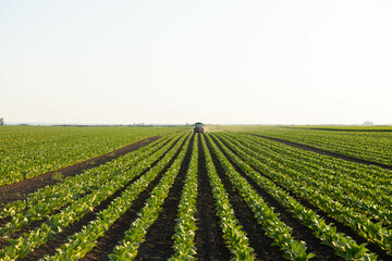 The precise rows of flourishing tobacco plants create a beautiful pattern, showcasing agricultural symmetry and structure.
