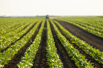 A tractor works meticulously among vibrant rows of young plants on a sunlit farm field, showing...