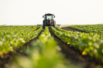 a driverless tractor cultivates a field of young tobacco plants. concept of modern technology of driverless tractor control using navigation © Dejan