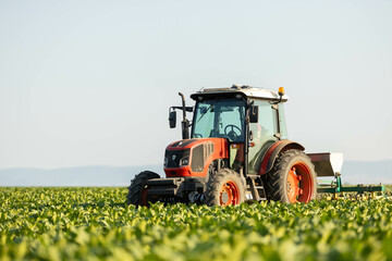 A modern tractor cultivates the soil in a field of young tobacco plants.