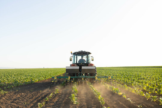 A powerful tractor works steadily on a green field, tilling rows of young plants under a clear sky in the afternoon light.