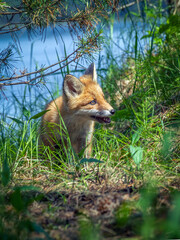 Fototapete bei efototapeten.de bestellen   
