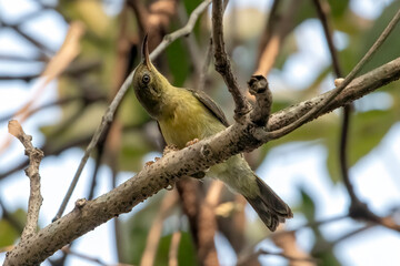 OLived backed sunbird perched on tree branch